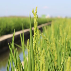 Visita a los campos de arroz